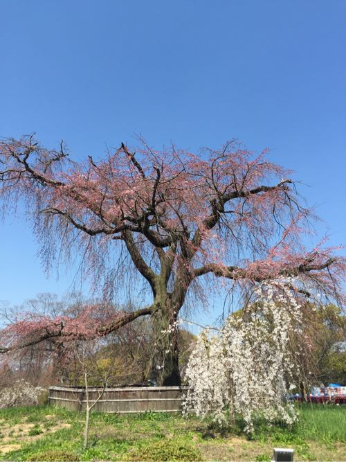 円山公園の大きな枝垂れ桜